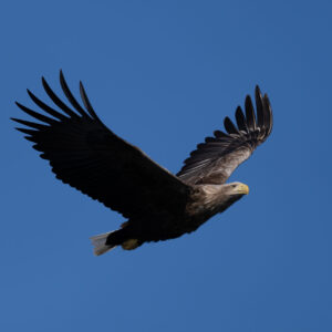 Eagle - Tromso - Norway